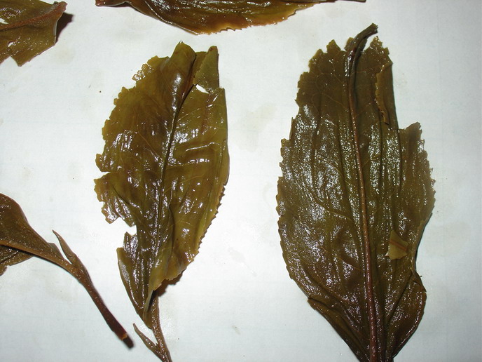 大叶茶 大叶茶