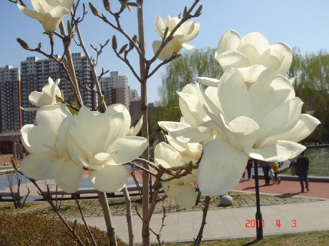 多瓣白玉兰