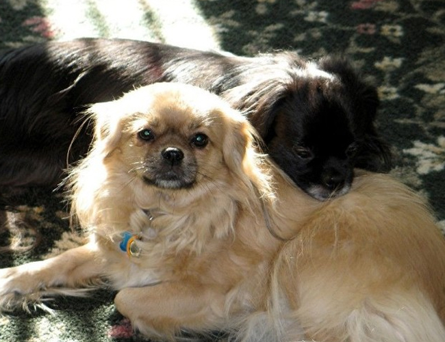 西藏猎犬 西藏猎犬