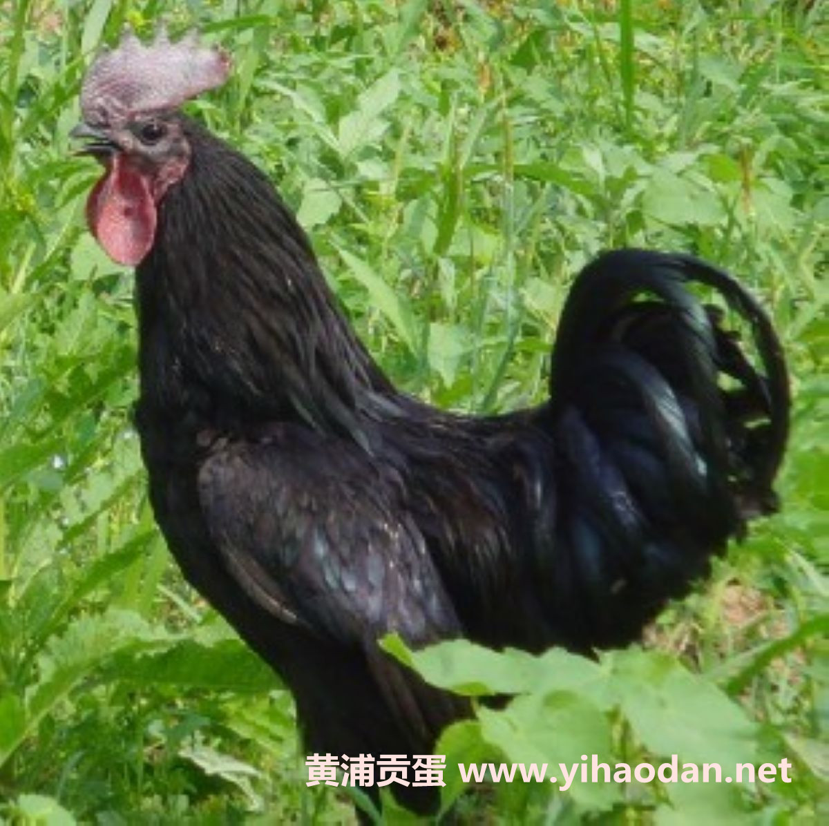 翡翠蛋 翡翠蛋