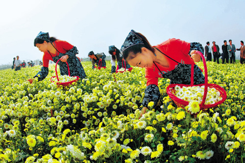 菊花