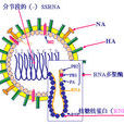生物病毒(病毒（生物学概念）)
