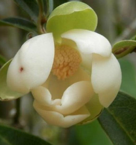 夜合花(中药) 夜合花(中药)
