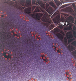 核糖核酸 核糖核酸