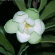 夜合花(木兰属植物) 夜合花(木兰属植物)