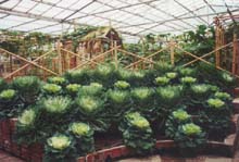 叶菜类 叶菜类