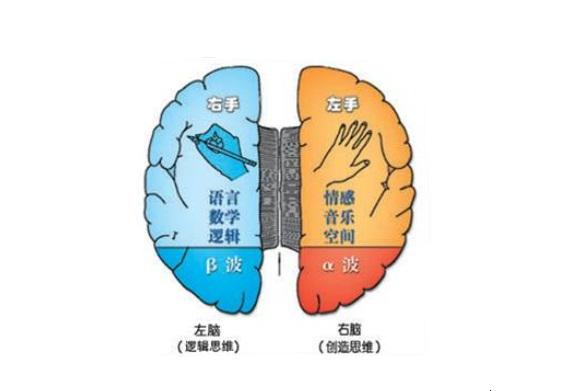 左脑 左脑