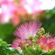 合欢花(蔷薇目豆科植物) 合欢花(蔷薇目豆科植物)