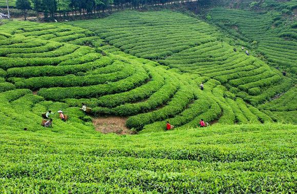 万盛茶叶 万盛茶叶