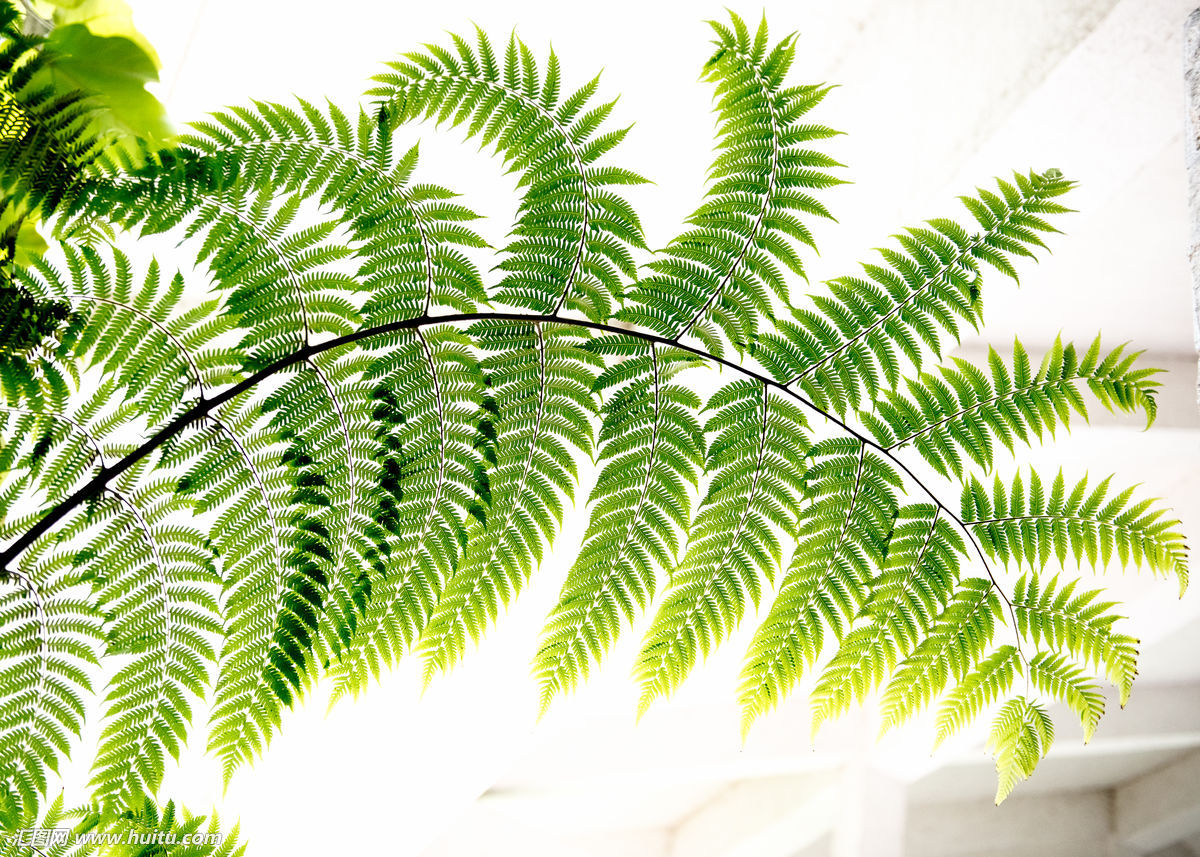 桫椤 桫椤
