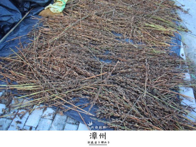芝麻梗