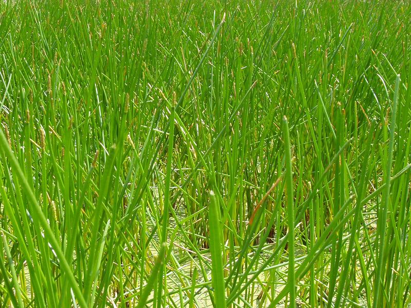 荸 荠 荸 荠