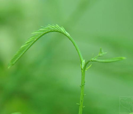 臭菜——羽叶金合欢的嫩叶
