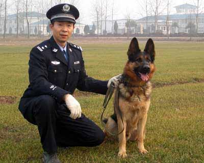 功勋犬——宁国 功勋犬——宁国