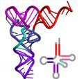 核糖核酸(rna) 核糖核酸(rna)