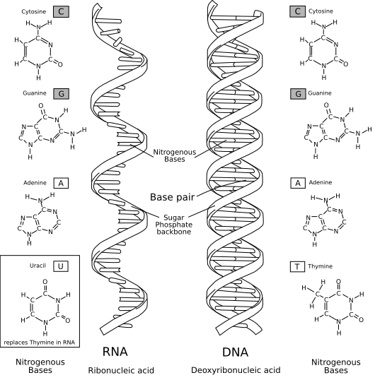 RNA世界假说