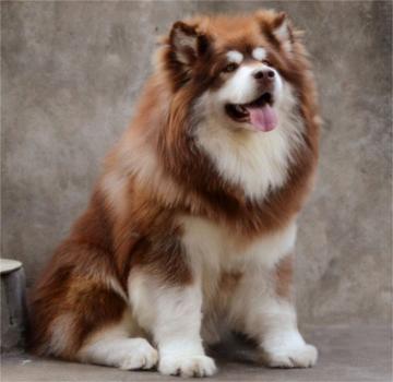 北京阿拉斯加犬舍 北京阿拉斯加犬舍