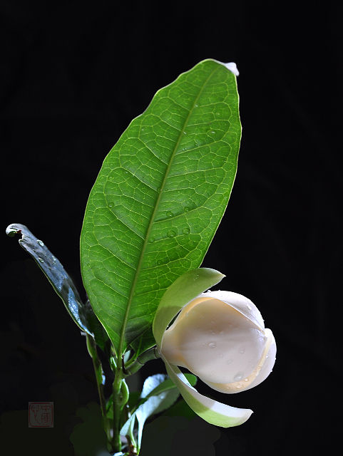 夜合花 夜合花