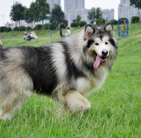 凡熙犬舍 凡熙犬舍