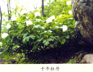 汉代牡丹 汉代牡丹