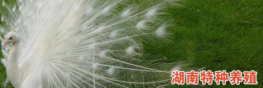 湖南特种养殖网 湖南特种养殖网