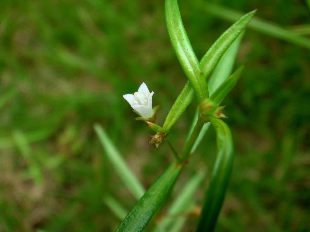 白花蛇舌草 白花蛇舌草