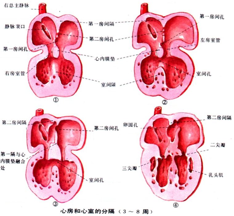 卵圆孔