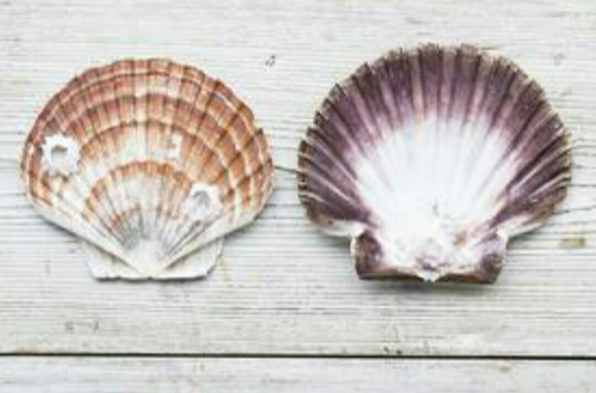 扇贝壳 扇贝壳