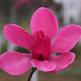 红花玉兰 红花玉兰