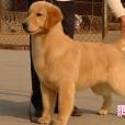 北京金毛犬舍 北京金毛犬舍
