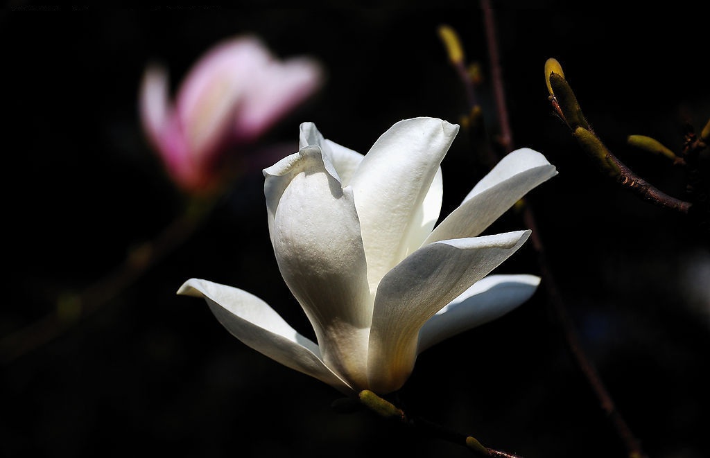 白玉兰花茶 白玉兰花茶