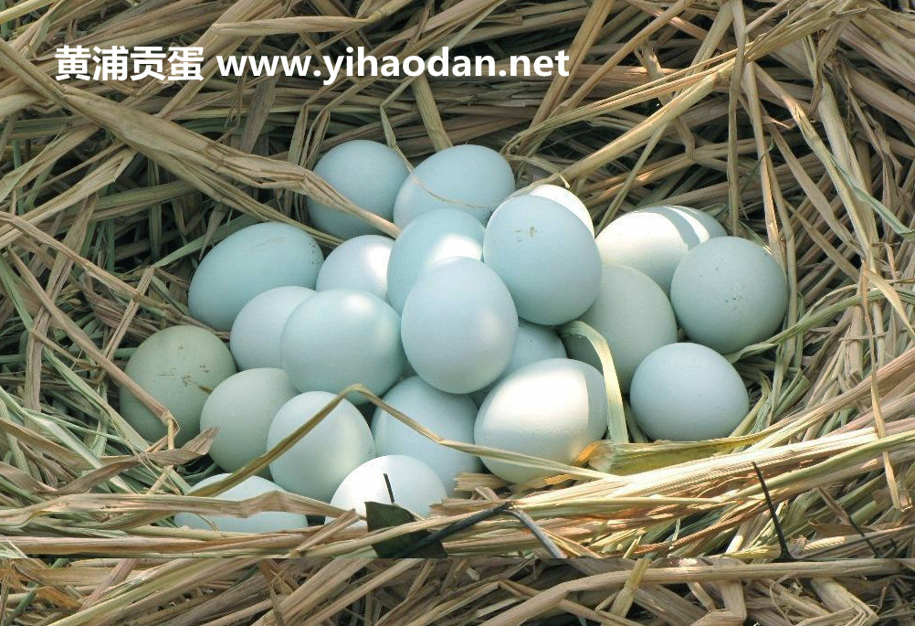 黑羽乌鸡 黑羽乌鸡