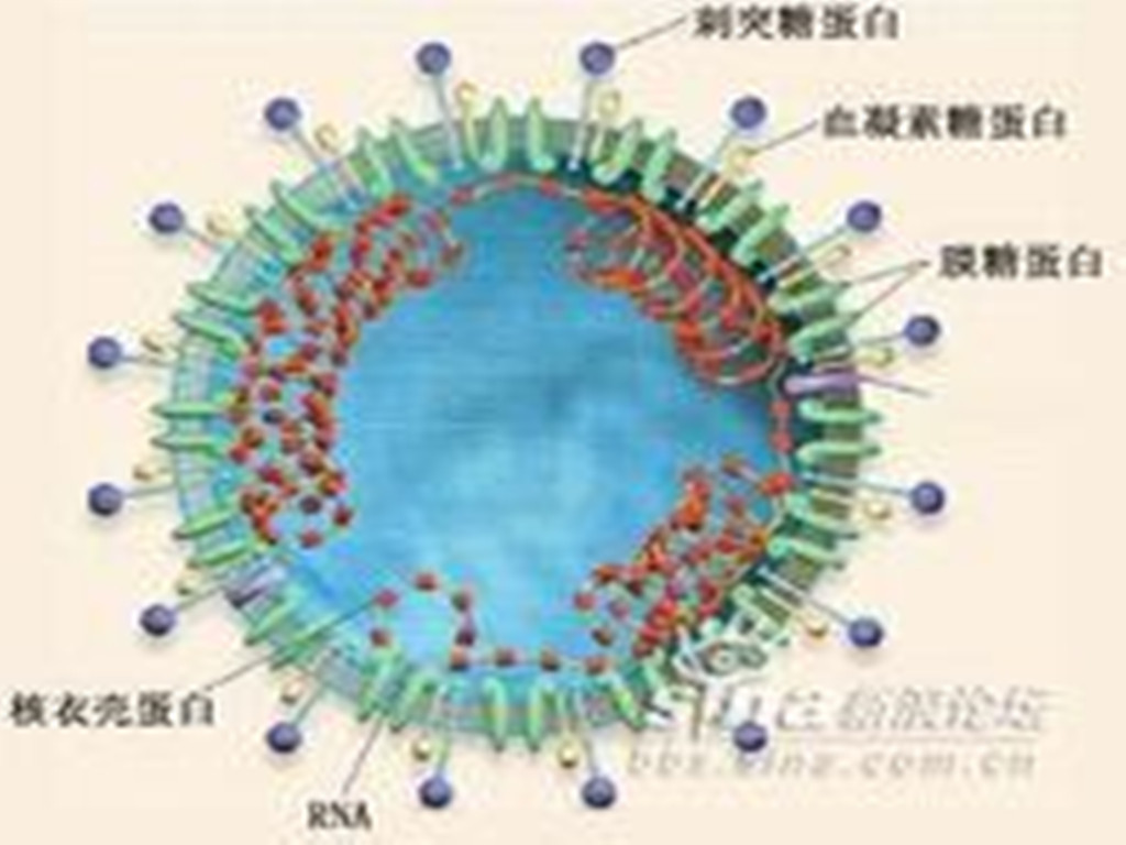 虫媒病毒 虫媒病毒