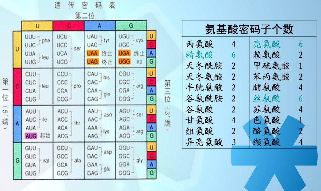 密码子 密码子