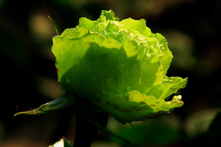 绿星(木兰属紫玉兰的芽变品种) 绿星(木兰属紫玉兰的芽变品种)