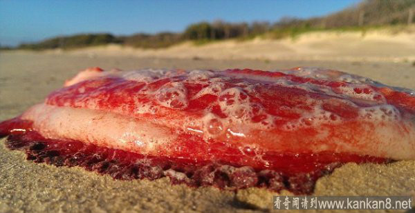 神秘生物 神秘生物