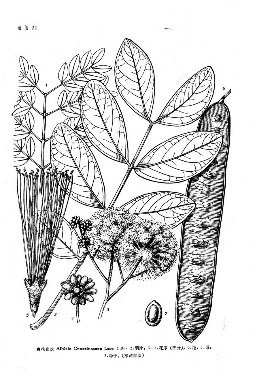 白花合欢