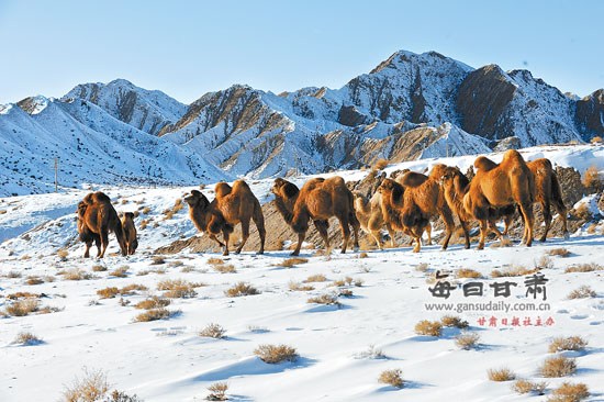 蒙古族养驼习俗 蒙古族养驼习俗