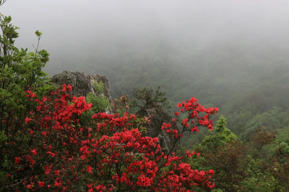 香山杜鹃 香山杜鹃