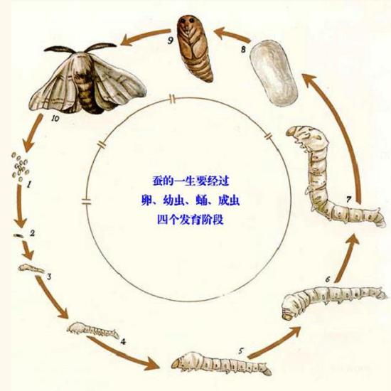 蚕的一生 蚕的一生