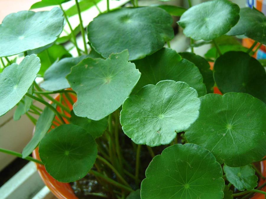 江西金钱草 江西金钱草