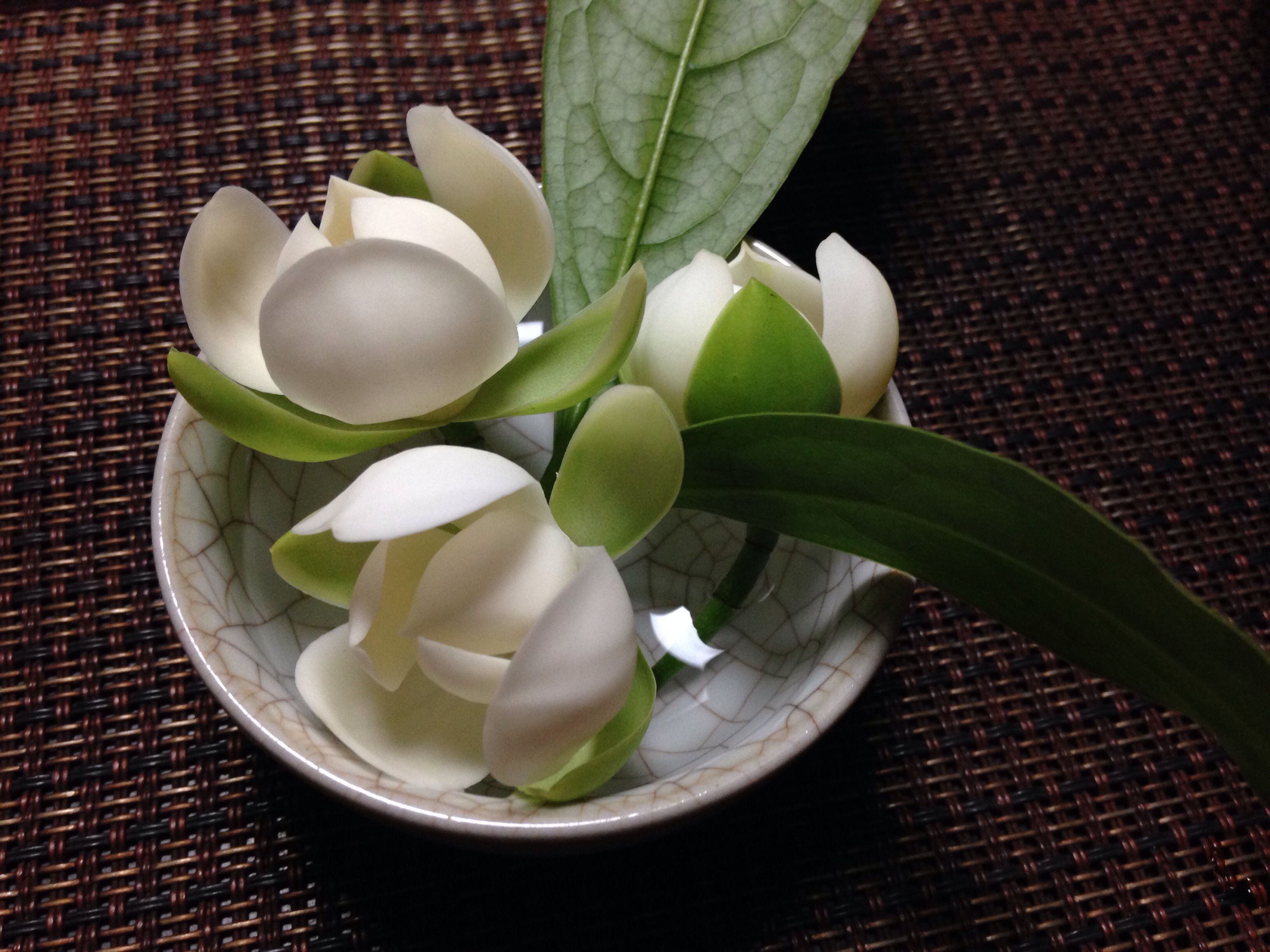 夜合花 夜合花