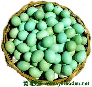 黑羽乌鸡 黑羽乌鸡