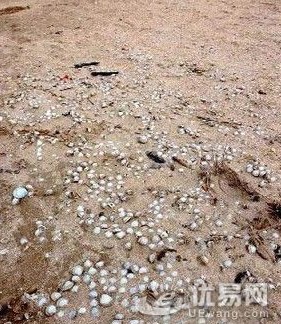 贝壳堤 贝壳堤