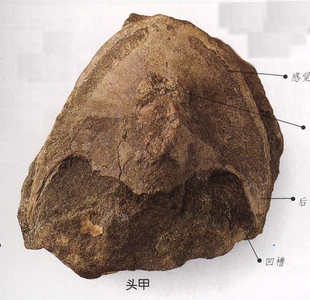 中生代时期 中生代时期