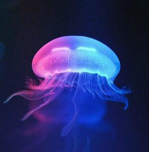 水母作为水族另类宠物新血液依然充满神秘