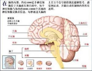 大脑半球