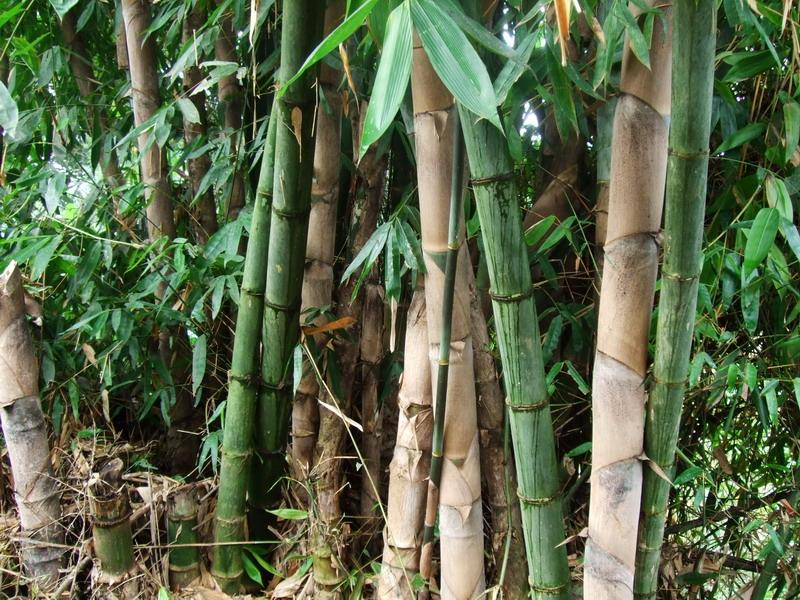 竹林 竹林