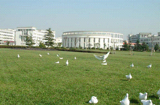 上海大学校本部