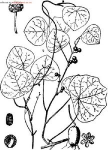 白药子-画图 白药子-画图